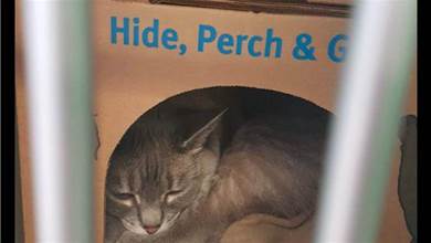 貓咪從領養時躲盒裡不出來，到四腳朝天在沙發上睡覺，變化好大呀