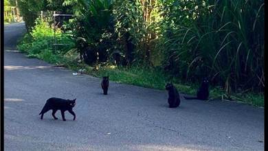 一群黑貓攔住網友去路，不給食物不讓走，貓：我們是黑「餓」勢力