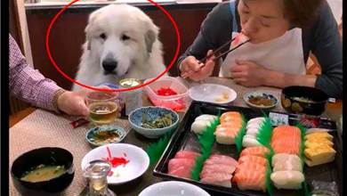主人在吃壽司，大白狗坐在一旁委屈看著：給我吃一口吧，太煎熬了