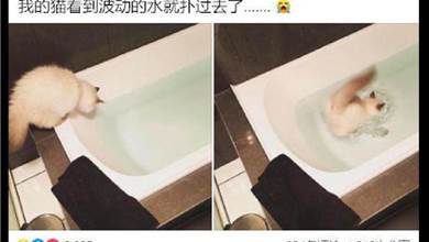 貓咪看到浴缸裡的水有波動，下意識就撲了進去，落水那刻好想笑