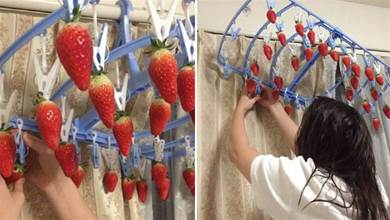因沒時間去摘草莓，日本網友就把草莓夾在夾子上「摘草莓」！網友：大可不必~