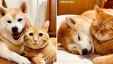 誰說貓狗是冤家，日本這對崽崽太恩愛，讓人欲罷不能！
