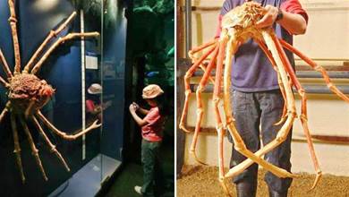 「深海霸主」日本蜘蛛蟹，「身長4米」可活百年，殺死60漁民是真是假？