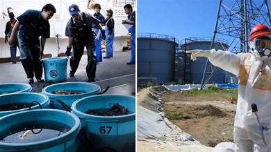 日本用福島核廢水養魚，100條比目魚投入做實驗，結果如何？