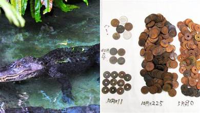 日本動物園鱷魚年事過高去世，獸醫在其肚中竟發現300多枚硬幣！