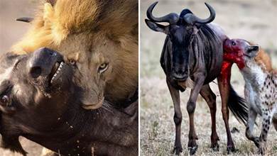 為什麼鬣狗會活吃獵物，而獅子卻要先殺死獵物再吃？