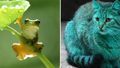 為什麼只有綠色的青蛙、魚類和鳥類，卻沒有綠色的哺乳動物？