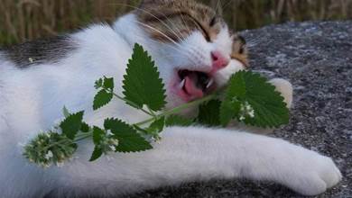 為什麼70%的貓喜歡貓薄荷？狗有喜歡的植物嗎？