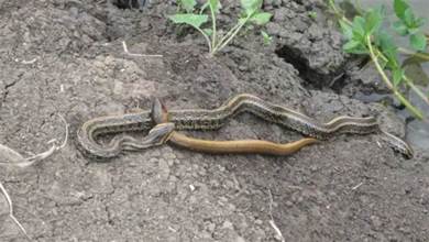蛇吃黃鱔有危險？黃鱔有多厲害，令蛇都「害怕」？