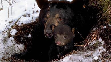 為什麼食肉動物不吃冬眠的熊？冬眠的母熊真的會生寶寶嗎？