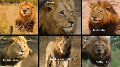 可怕的草原雄獅聯盟，一個六獅組，一年多就殺了100多只獅子