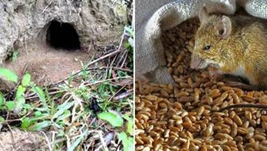 田鼠在洞里存糧一存就是幾個月，糧食為什麼不會發芽？