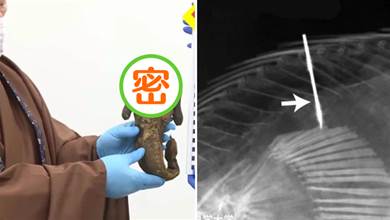 日本寺廟保存了一具300年前的人魚木乃伊，檢測結果驚現人體相似組織！