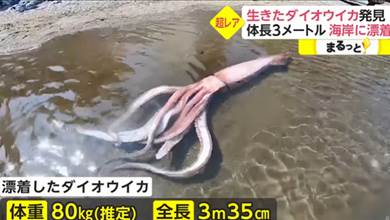 日本海岸驚現3米長的活巨魷，網友興奮腦補：可以吃365天，整上200個壽司！