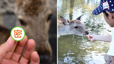 奈良摸過鹿后要檢查自己的手！日本網友提醒摸小鹿很危險