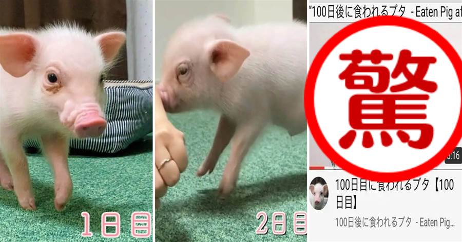 日本youtuber將可愛小豬養了100天，每天一起遊戲散步，最後一天做成了烤乳豬，網友：不能理解~
