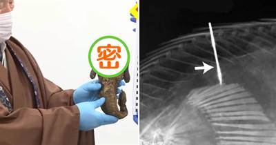 日本寺廟保存了一具300年前的人魚木乃伊，檢測結果驚現人體相似組織！