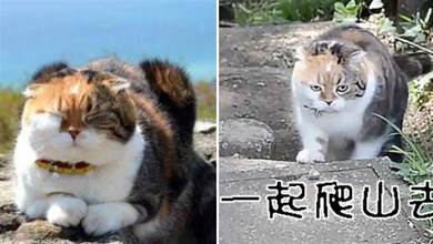 日本主人帶貓咪爬山減肥多年，貓咪：想要瘦下來，我覺得我沒有機會了。