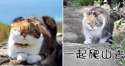 日本主人帶貓咪爬山減肥多年，貓咪：想要瘦下來，我覺得我沒有機會了。