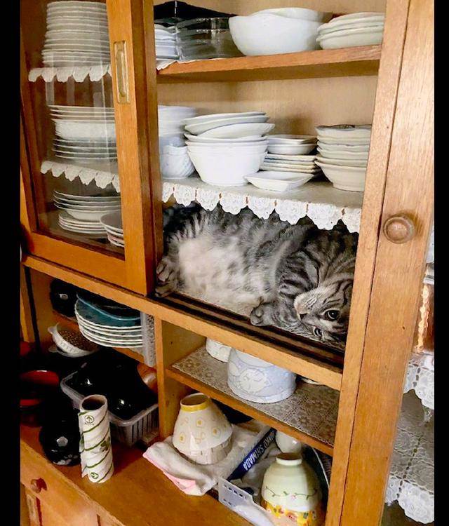 貓咪躲進了放盤子的櫥櫃裡，主人看了沒敢輕舉妄動，好怕全碎了