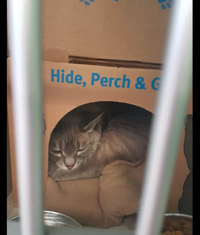 貓咪從領養時躲盒裡不出來，到四腳朝天在沙發上睡覺，變化好大呀