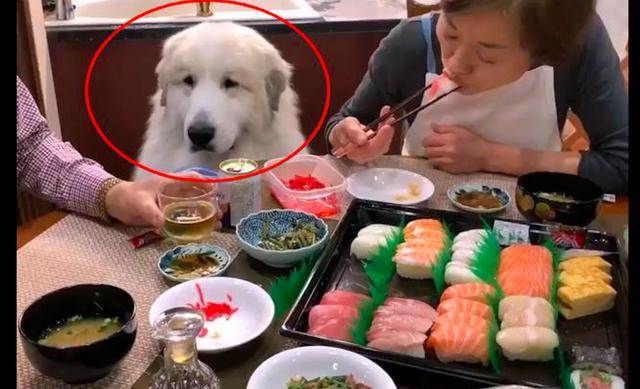 主人在吃壽司，大白狗坐在一旁委屈看著：給我吃一口吧，太煎熬了
