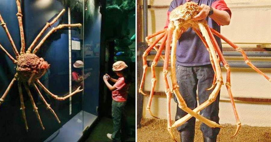 「深海霸主」日本蜘蛛蟹，「身長4米」可活百年，殺死60漁民是真是假？