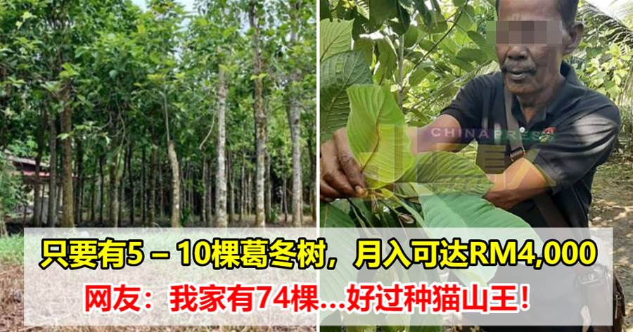 只要有5 – 10棵葛冬树，月入可达RM4,000！网友：我家有74棵…好过种猫山王！