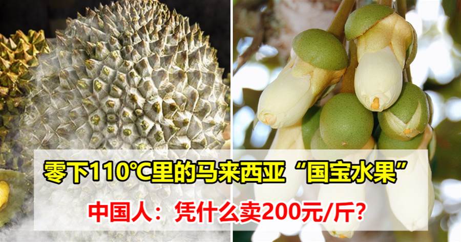 零下110℃里的马来西亚“国宝水果”，中国人：凭什么卖200元/斤？