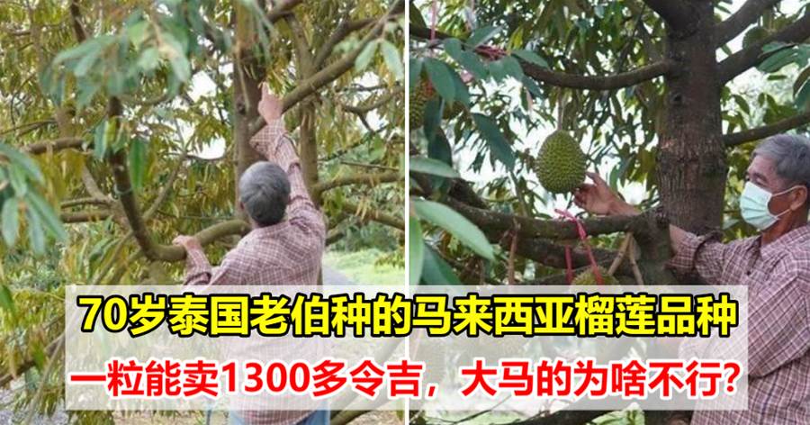 70岁泰国老伯中的马来西亚榴莲品种，一粒能卖1300多令吉，大马的为啥不行