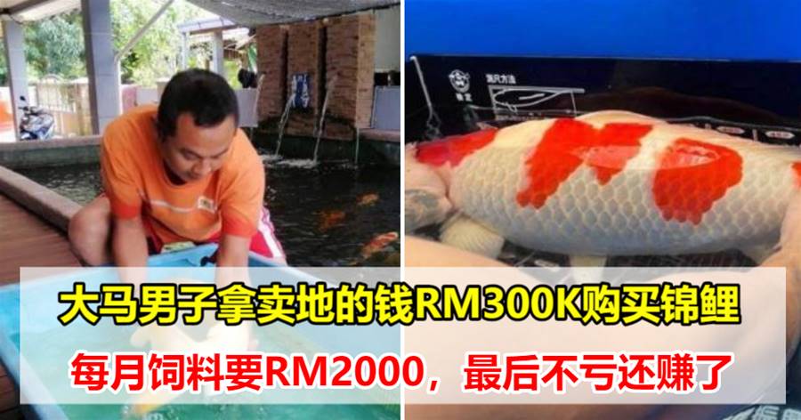 大马男子痴迷锦鲤，卖地后花费RM300K购买一条，最后不亏还赚了