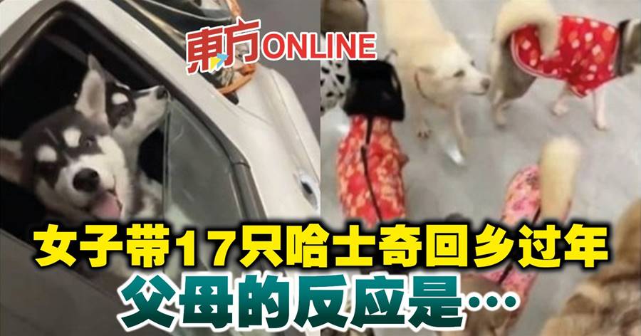 女子带17只哈士奇回乡过年　父母的反应是…