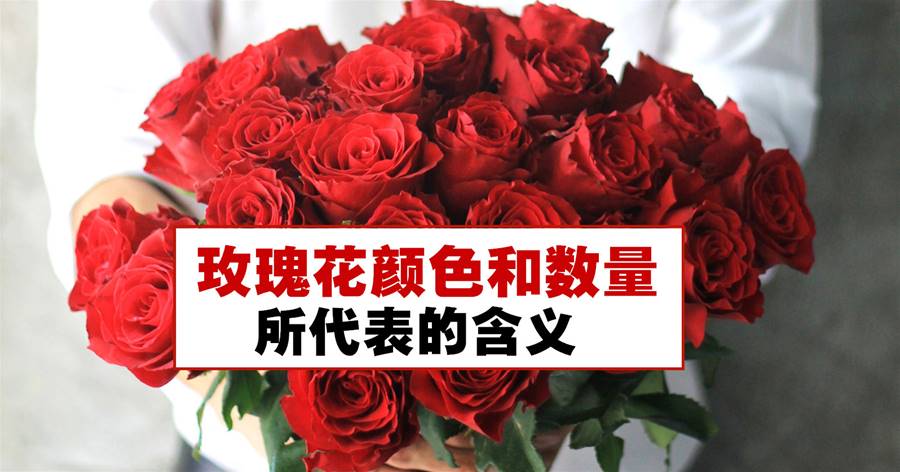 2月14日情人节要送花？你是否知道玫瑰花颜色和数量所代表的含义？